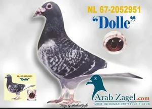 ‏حمام‏4