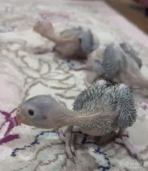 متو هندي الاخظر مميز