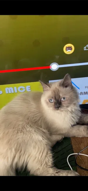 قط للتبني انثى