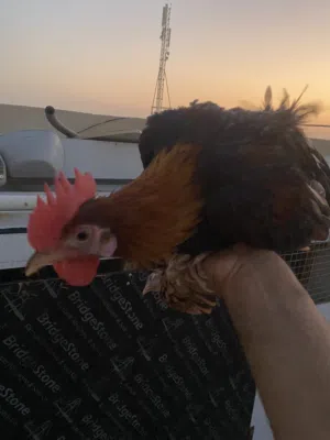 ديج ودجاجة كويتيات