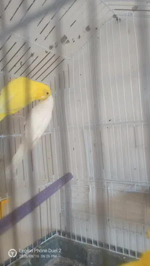 كوبية طيور بقلينو با القفص