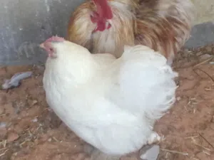 كوبيه استرالي خاليه من الامراض