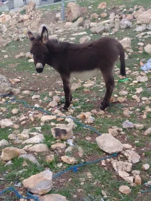 كر للبيع العمر 3 شهور