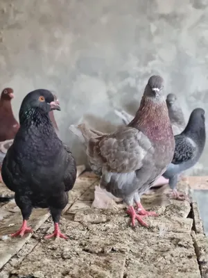 Pigeons0