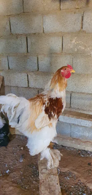 ابراهما للبيع