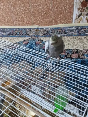 طيور كوكتيل