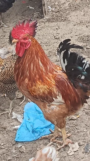 ديك ودجاج بلدي