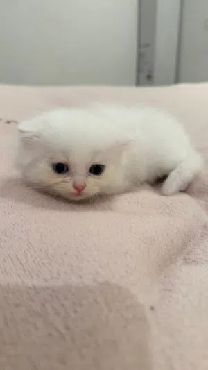 Scottish Short Hair x Persian Mix Kittens (1.5 Months) - White