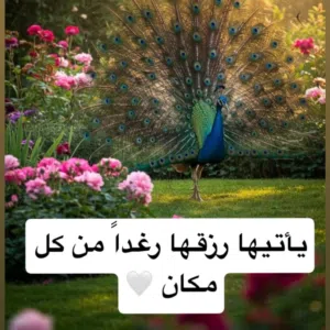 محمد مجيد 
