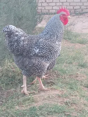 دجاج بليموت روك