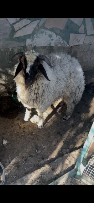 خاروف رمسي