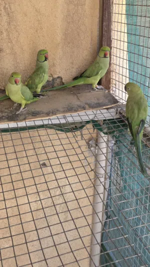 طيور بغباء أليفه و تتكلم