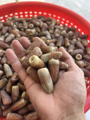 تمر نغال محقب و مقلود ونطيف