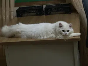 Looking for a pet lover for very cute twins Persian Kittens.