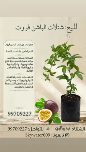للبيع شتلات الباشن فروت
