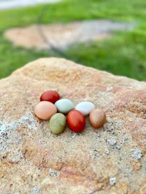 بيض مخصب للبيع