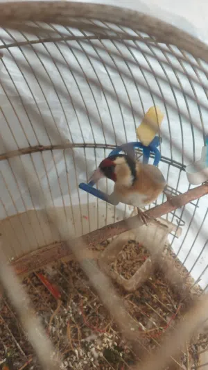 متاح طيرتين حسون جاهزات صرلون عندي 5 اشهر بدك فيديو  ابعت واتس بتكرم الطيرة وطيرة الثانية بتغرد