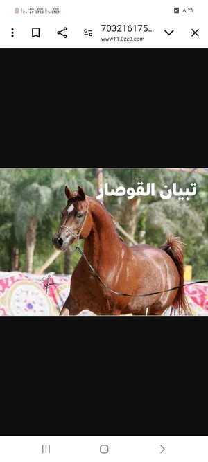 Horses0