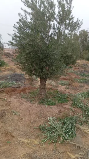موجود اشجار زيتون معبره زينه للحدائق حاجه جميله ما فيش اختلاف