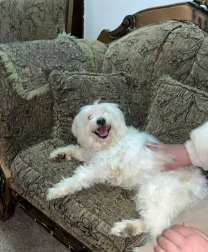 كلب مالتيز للبيع