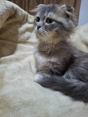 قط ذكر سكوتش فولد عمرو شهرين