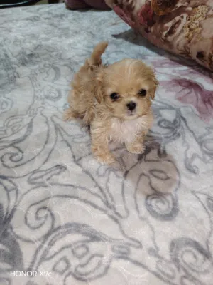 بيشو صغير عمرو 46 يوم