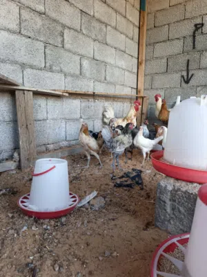 دجاج عربي للبيع