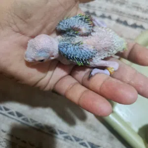 فرخ ببغاء دره هندي