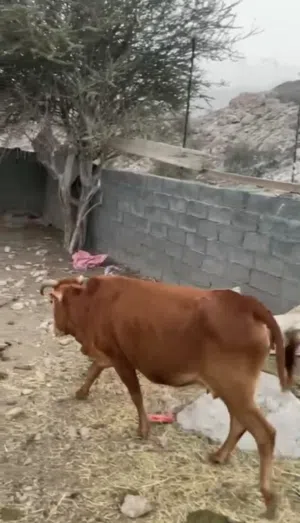 للبيع بقره عمانيه