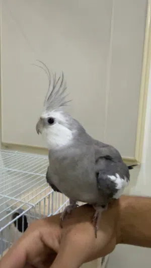 كوكتيل اليف