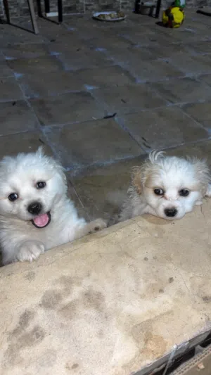 Kokoni Mix dogs for sale