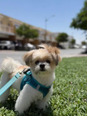 18 Months Old Male Shih Tzu