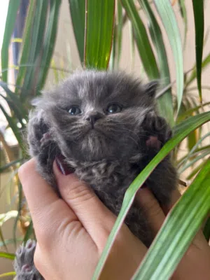 British long hair kitten under 2months old