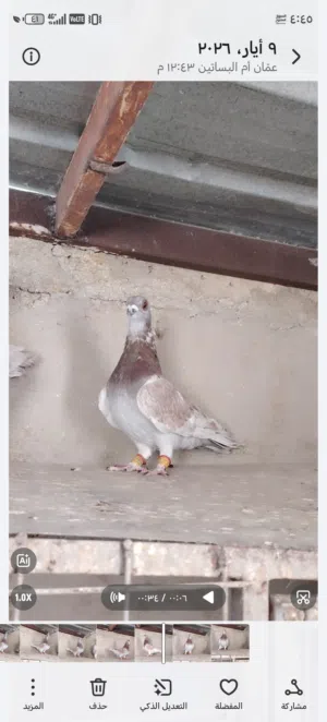 متاح فحل مغبر شغال ومكفول أن شاءالله