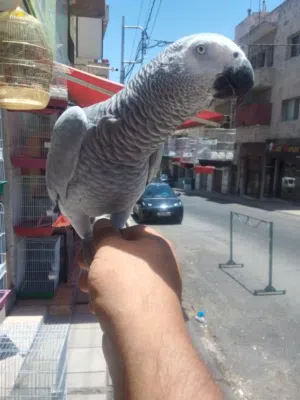 ببغاء كاسكو