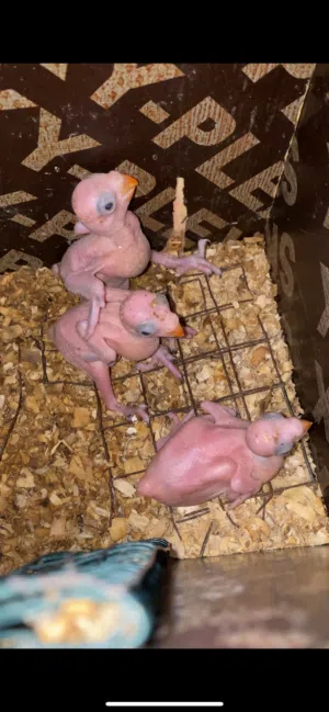 للبيع فروخ دره