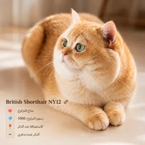 ذكر برتش شورت هير Ny12 للتزاوج British Shorthair male Ny12 for mating