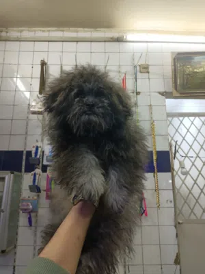 دبدوبة سيتزو