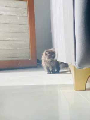 قطة شيرازي