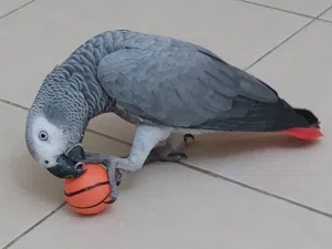 Talking African Grey Parrot