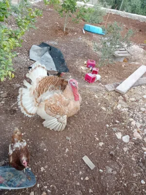 حبش الوان حلوه