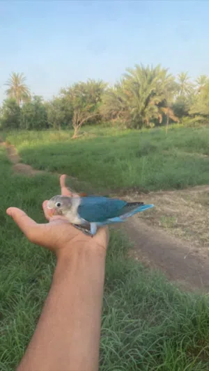 فيشر اليف واضح لون ف صوره