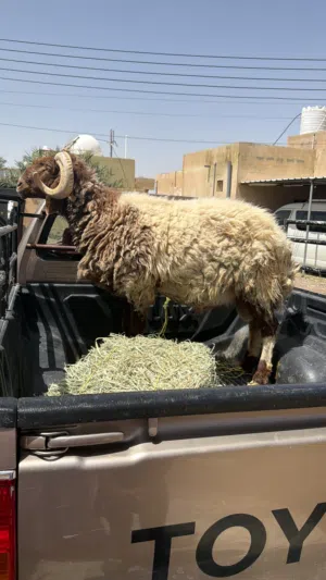 كبش نعيمي صغير سن