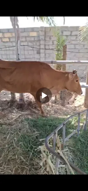 للبيع بقر محليات 2