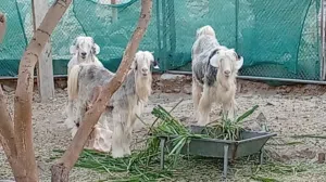 هوش للبيع العدد 3