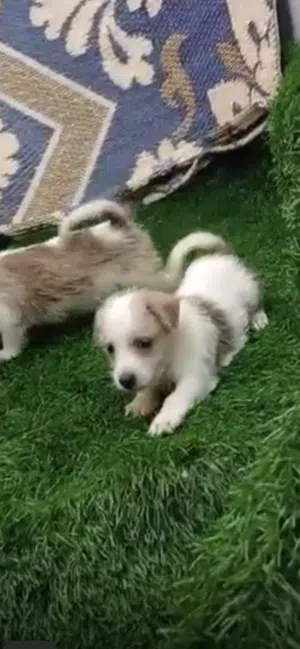 Adorable puppy s