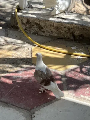 3 طيور افراخ للبيع
