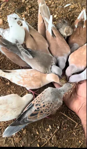 حمام راعبي للبيع +زوج بط لون ابيض + سـ كب نضيفه