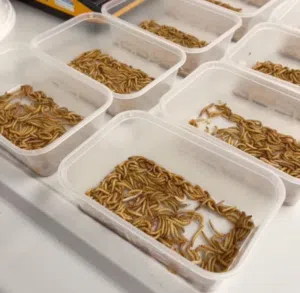 mealworms pet food for captive reptiles,fish,birds100