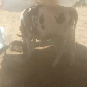 ابقار للبيع